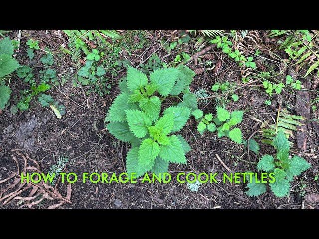 How to forage and cook nettles