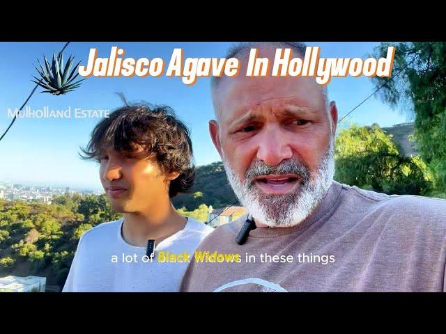 Jalisco to Hollywood, Agave Plants With An Unexpected Surprise