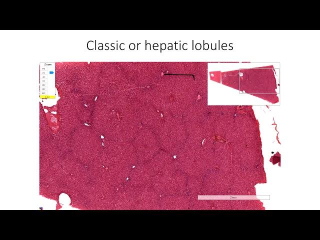 Histology with Chimmalgi: Liver