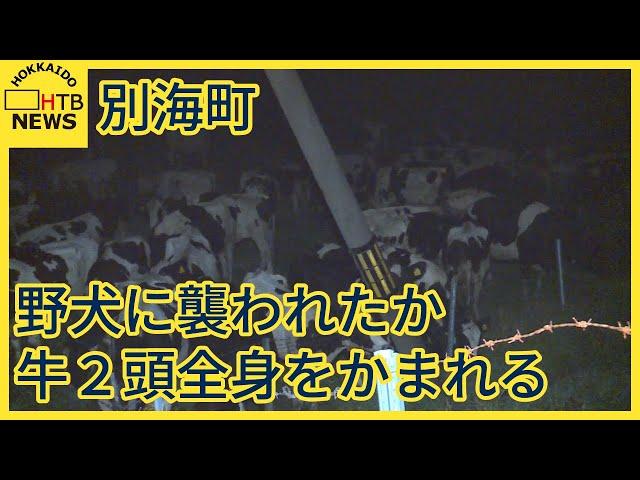 野犬に襲われたか　牧場の牛２頭が全身をかまれた状態で見つかる　　北海道別海町