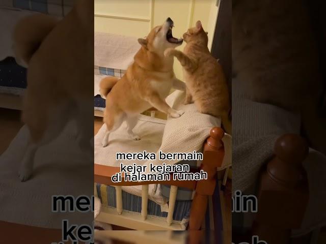 Kucing dan anjing #cat  #anakkucinglucuimutgemesin #catlover #kucinglucubikinngakak