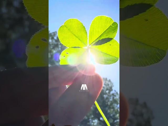 The Power of the mind. 