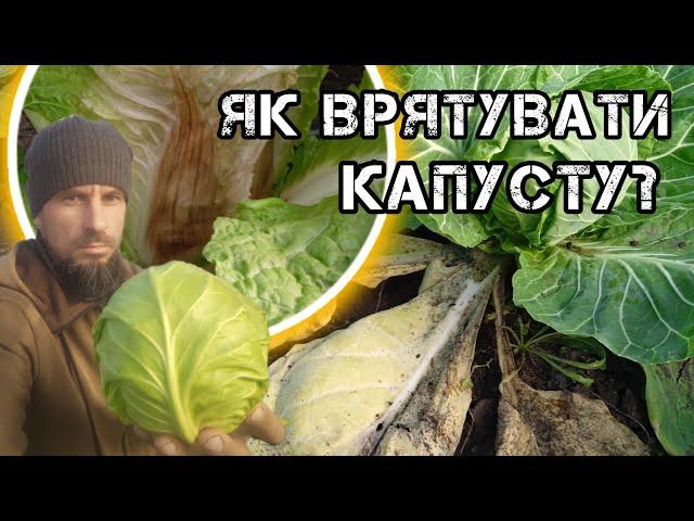 Як врятувати капусту???