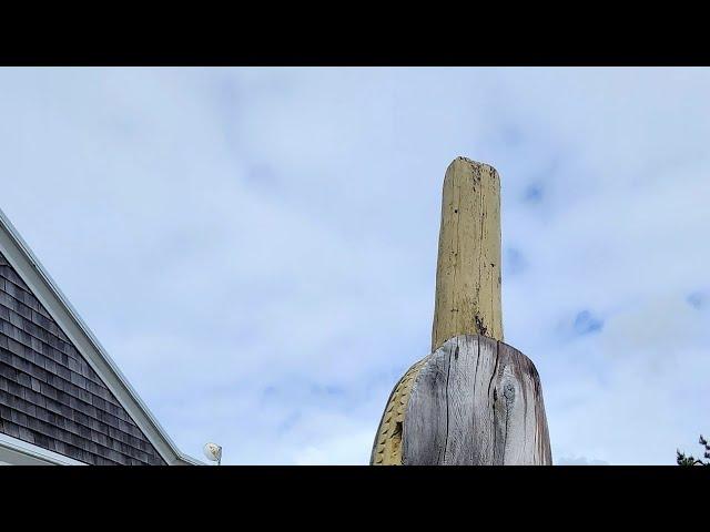squirting clam  on the hour long beach roadside attractions