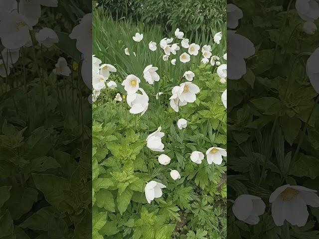 Simple White Anemone Bride and Doronicum orientale/ シンプルなホワイトアネモネブライドとドロニカムオリエンターレ #nature #flowers