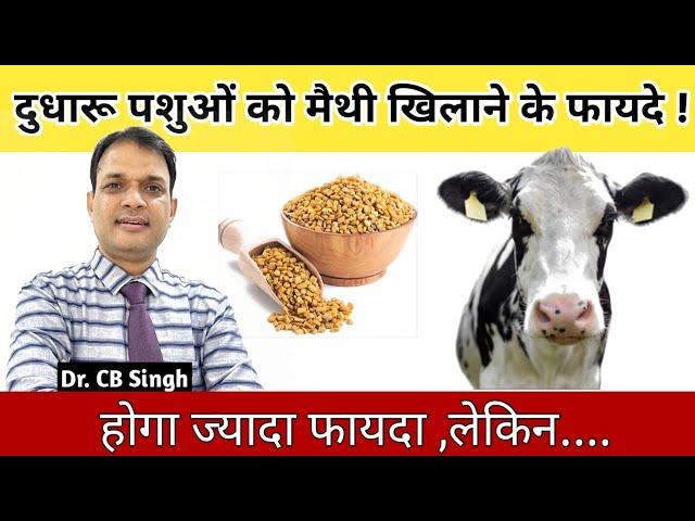 दुधारु पशुओं को मैथी खिलाने के फ़ायदे | Dairy Farm | Dr CB Singh | @DairyUstaad