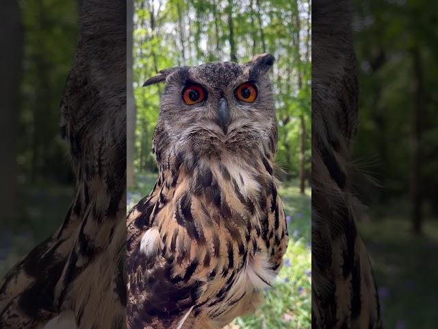 EAGLE OWL IN THE WOODS! #shorts