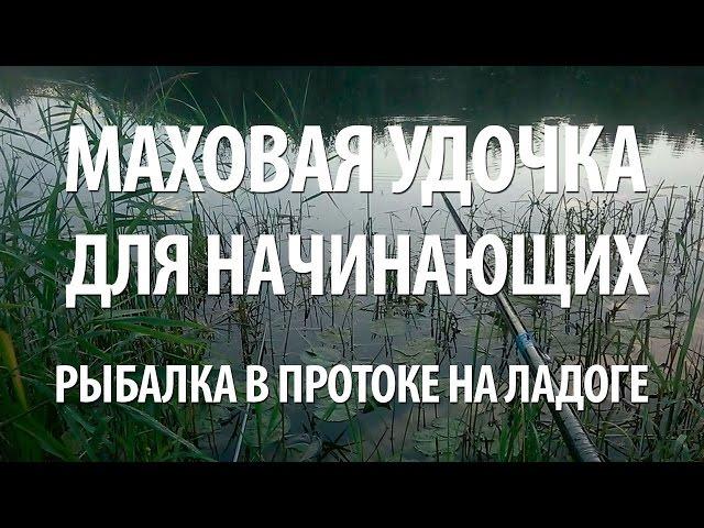 МАХОВАЯ УДОЧКА для НАЧИНАЮЩИХ. РЫБАЛКА в ПРОТОКЕ на ЛАДОГЕ МАХОВОЙ УДОЧКОЙ