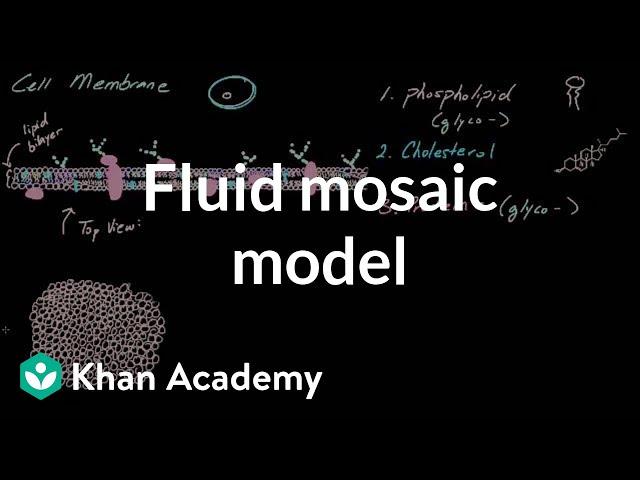 Cell membrane overview and fluid mosaic model | Cells | MCAT | Khan Academy