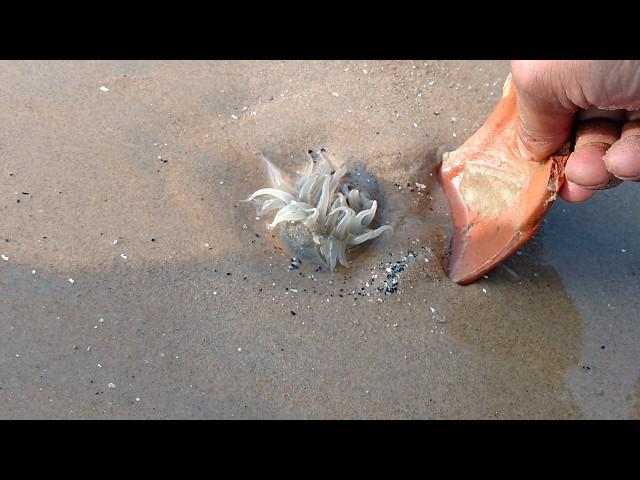 Jellyfish Attack Live