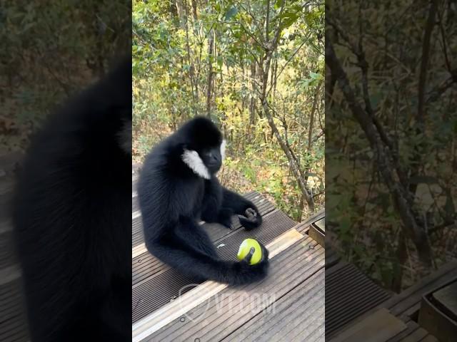 Black Monkey Reunites With His Old Friend PT.19 