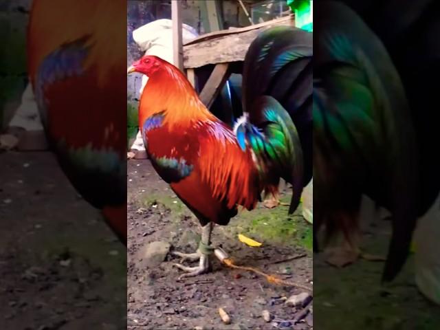 gilmore hatch #rooster #chicken #ayam