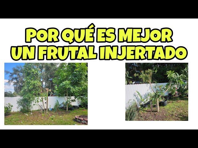 CORTE 2 DE MIS ARBOLES FRUTALES!!!VENTAJAS DE LOS INJERTOS