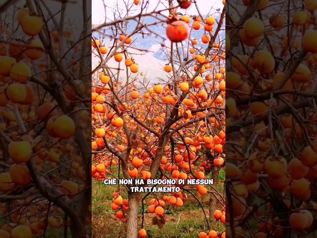 PIANTE DA FRUTTO CHE NON HANNO BISOGNO DI TRATTAMENTI #giardino #frutta #frutto #potatura #garden