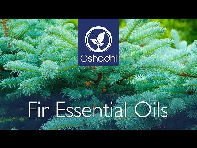 Fir Essential Oils | Essential-Oil-Plant Portrait by Dr. Malte Hozzel