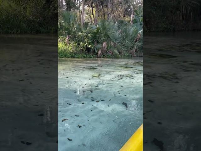Kings Landing , Apopka FL #kayaking #shorts #traveling #adventure #springs #florida