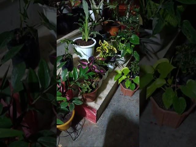 Highlight 2:19:02 - 2:24:02 from swapan terrace gardening flowers,frouts & vegitable plants, balcony