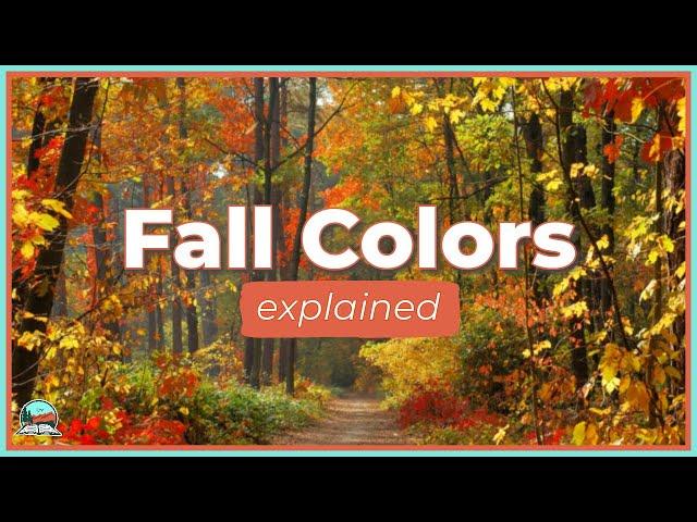 Why Leaves Change Colors in the Fall