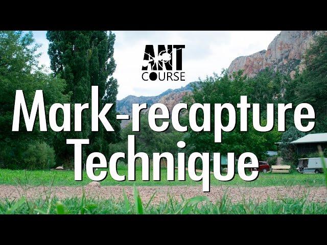 Ant Course Presents: Mark-recapture Technique