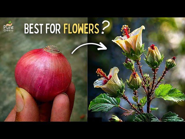 Pros & Cons of Onion Skin Fertilizer For Plants! (Right Way To Use: Added)