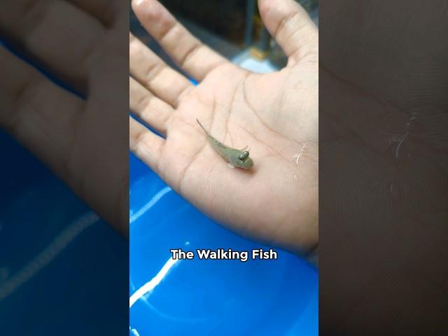 The Walking Fish  #shorts #ytshort