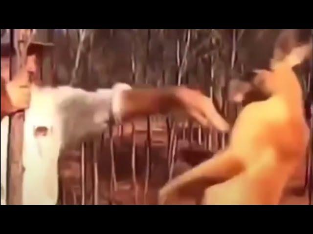 Never Try To Fight A Kangaroo ️