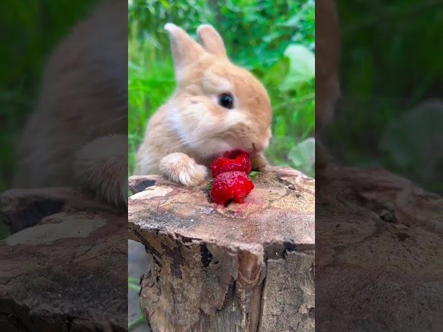 The little rabbit eats strawberries, like it is wearing lipstick. Cute pet debut plan. Rabbit. P