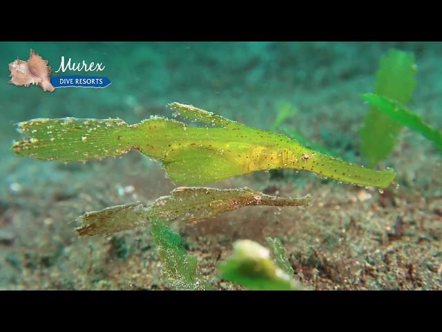 Robust Ghost Pipefish (Solenostomus cyanopterus) - Murex Dive Resorts