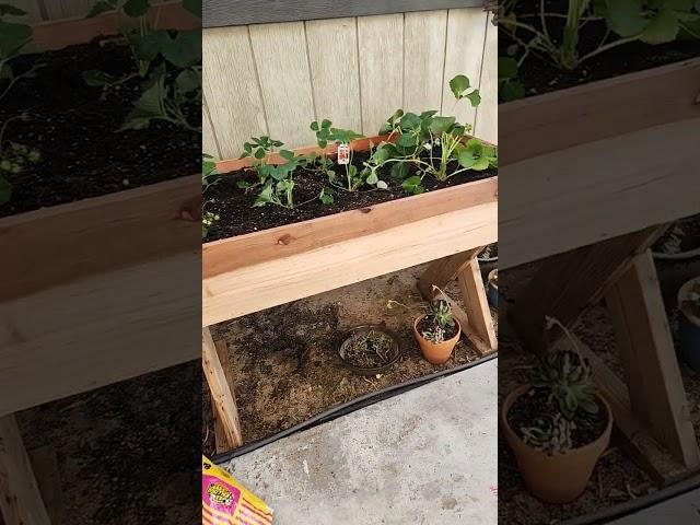 Easy to build raised planter box. This is a prototype for more to come!