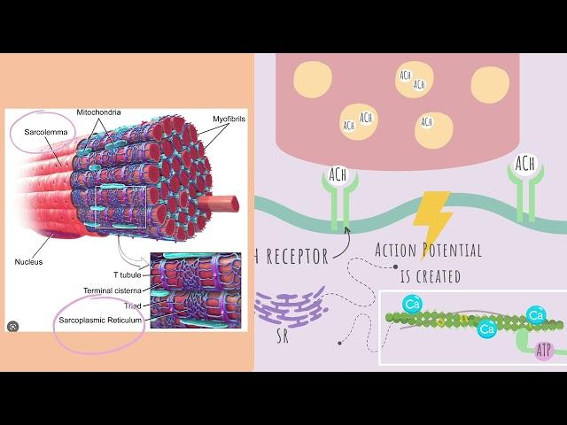 ATI TEAS 7 I Muscular System Complete Review I HESI A2 I