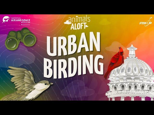 Urban Birding