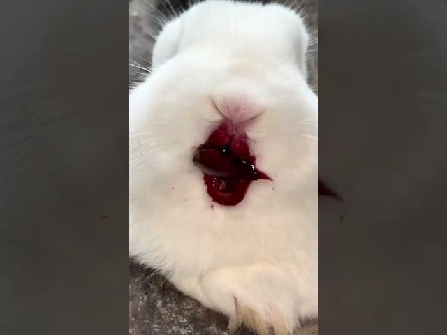 The little rabbit eats cherries and his mouth is full of them. Cute pet debut plan. Rabbit. Past