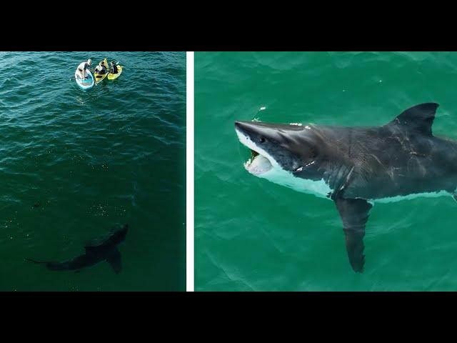 My Favorite Great White Shark Encounters Filmed...So Far