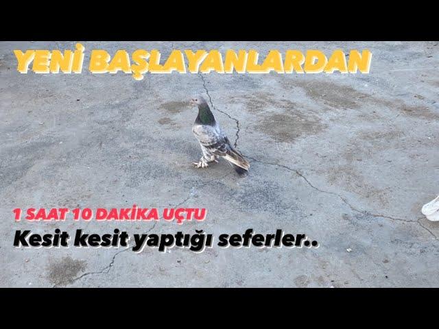 40 yıllık oyun kuşu soyu yeni başlayan seferleri #güvercin #taklacı #mardin #limon #oyunkuşu