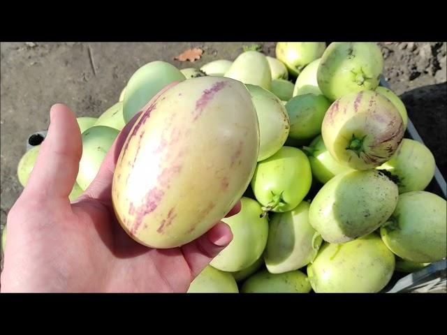 Динна груша, Пепіно/ Пепино (лат. Solanum muricatum). Підготовка на зиму, збір врожаю. Частина 2.