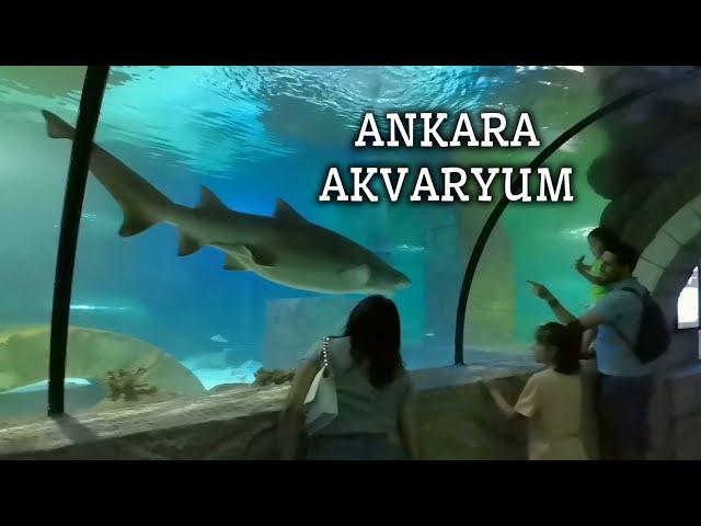 Aqua Vega Akvaryum | Ankara'da Gezilecek Yerler