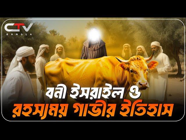 হলুদ গাভীর ঘটনা | রহস্যময় হলুদ গাভীর ঘটনা | বনি ইসরাইলের গাভীর ঘটনা | ইসলামের ইতিহাস | CTV BANGLA