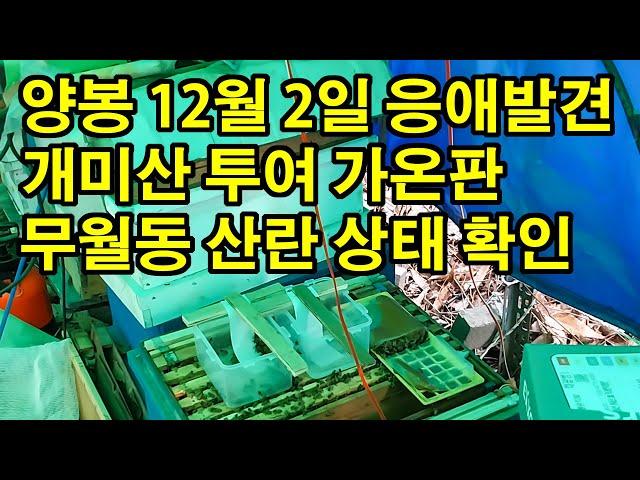 양봉 12월 2일 응애발견 개미산 투여 가온판 무월동 산란 상태 확인