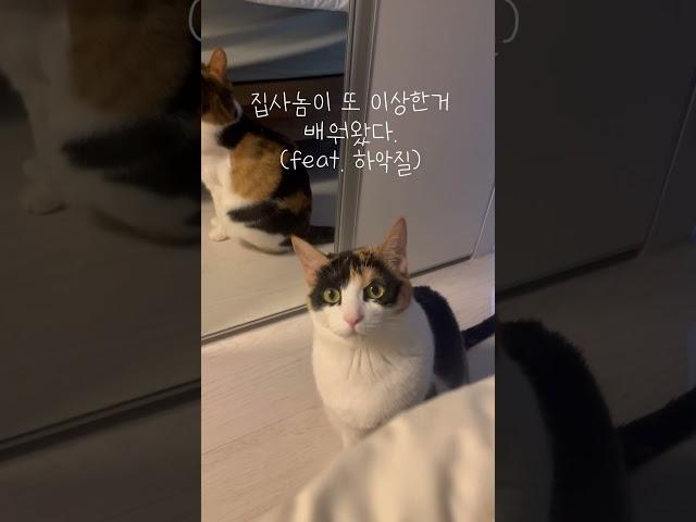 #고양이 #하악질 #cat #삼색이 