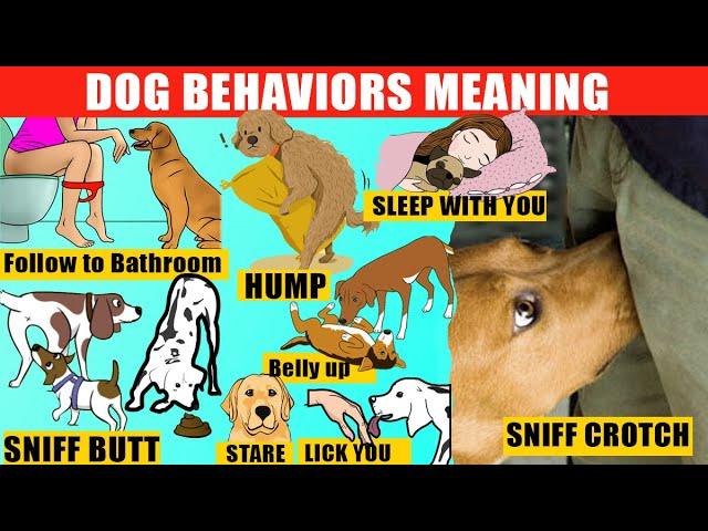 40 Strange Dog Behaviors Explained. Dog Body Language. Jaw-Dropping Facts about Dogs