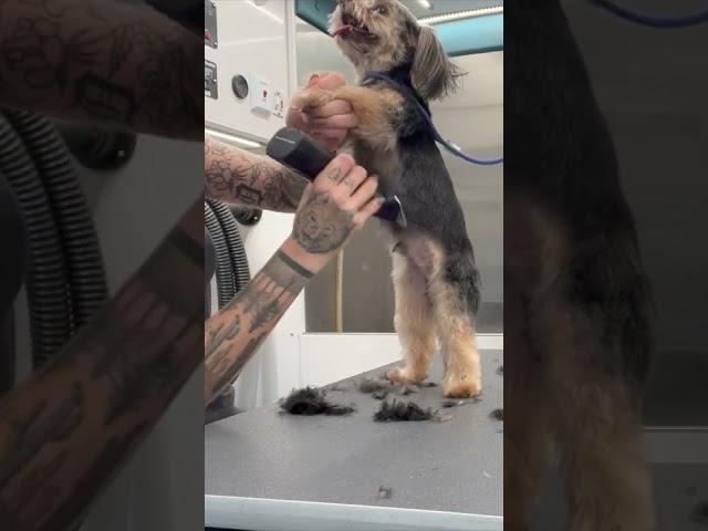 Yorkie Pup Groom