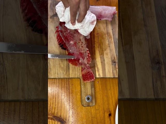 Red rock cod or scorpion fish. #shorts #filleting