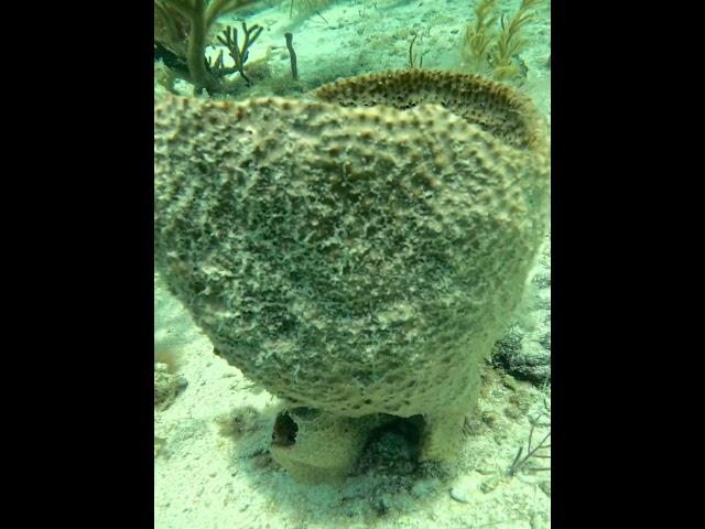 Sea Sponge #sponge #seasponge #underwater #esponja