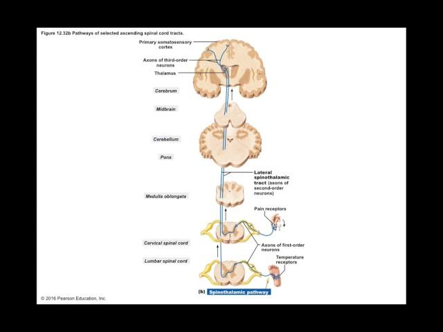 Chapter 12.11 Neuronal Pathways BIO201