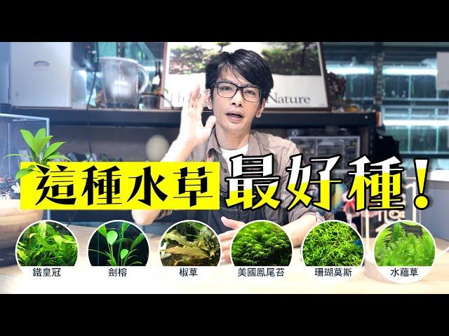 水草缸開缸囉~【陰性水草篇】這種水草最好種!