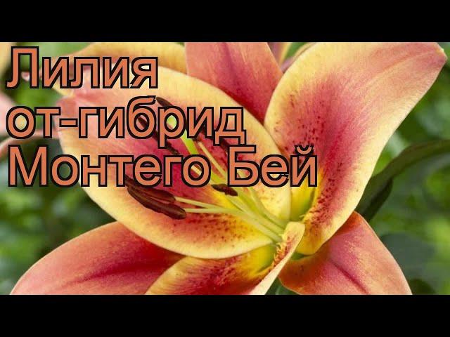 Лилия от-гибрид Монтего Бей (lilium)  Монтего Бей обзор: как сажать, луковицы лилии Монтего Бей