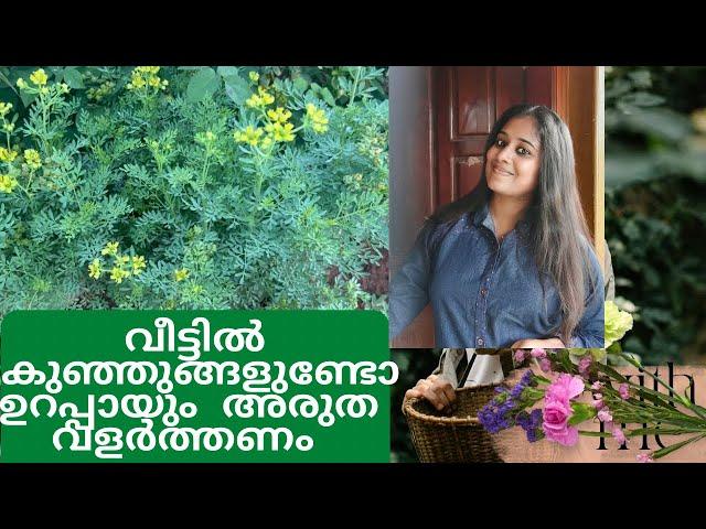 വീട്ടിൽ കുഞ്ഞുങ്ങളുണ്ടോ ഉറപ്പായും അരുത വളർത്തണം/Arutha plant in Malayalam /Arootha /Garden Rue plant