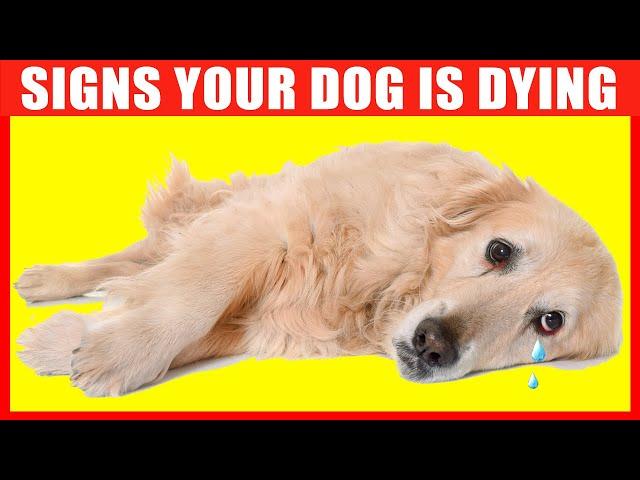 10 Critical Signs that Indicates Your Dog is Dying