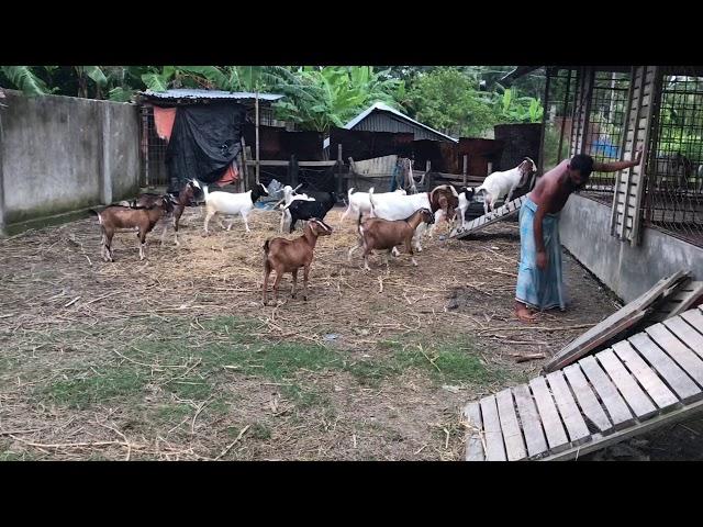 Goat farming BD