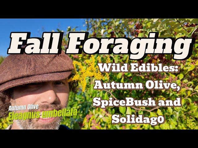 Wild Food- Foraging in Late Summer/ Early Fall